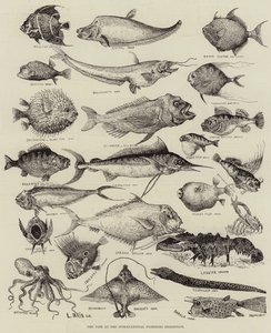 国際水産展での奇妙な魚 作： Louis Wain